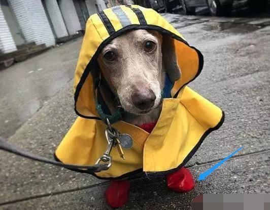 自制狗雨衣的做法图解